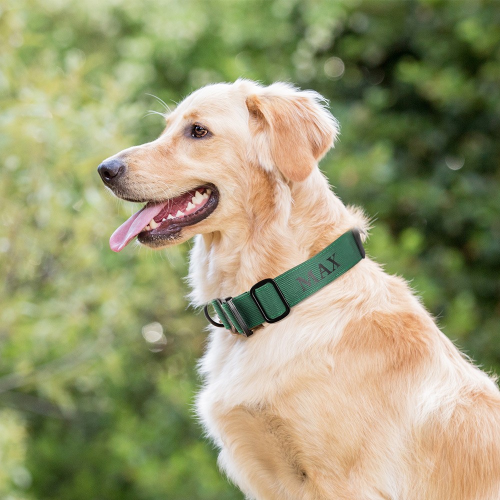 gps dog collar