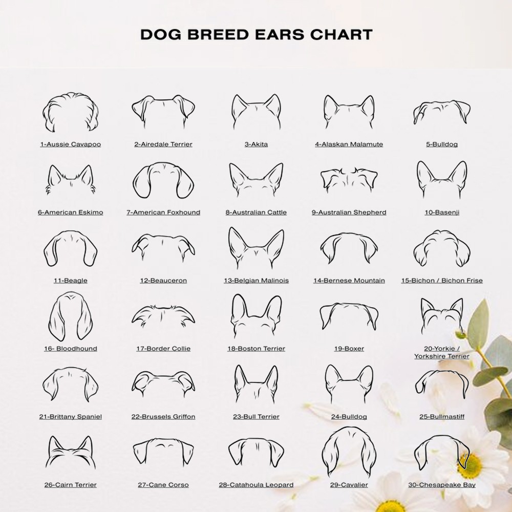 gamelles pour chien chien de grande taille