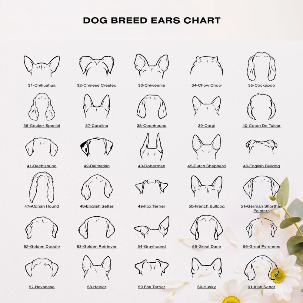 bol de nourriture pour chien