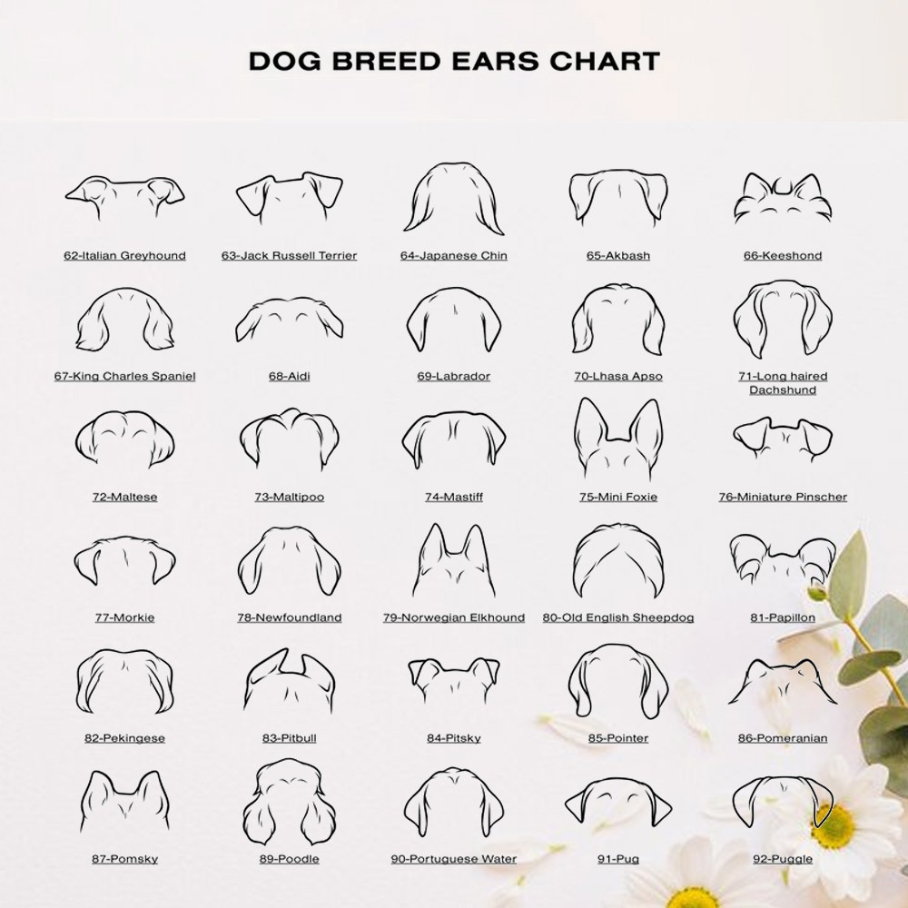 grande gamelle pour chien