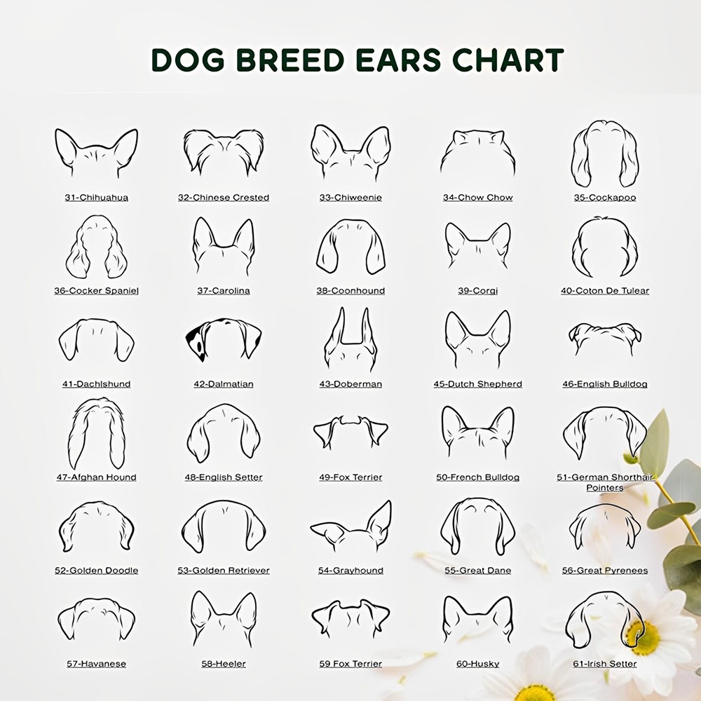 Dog Bowls