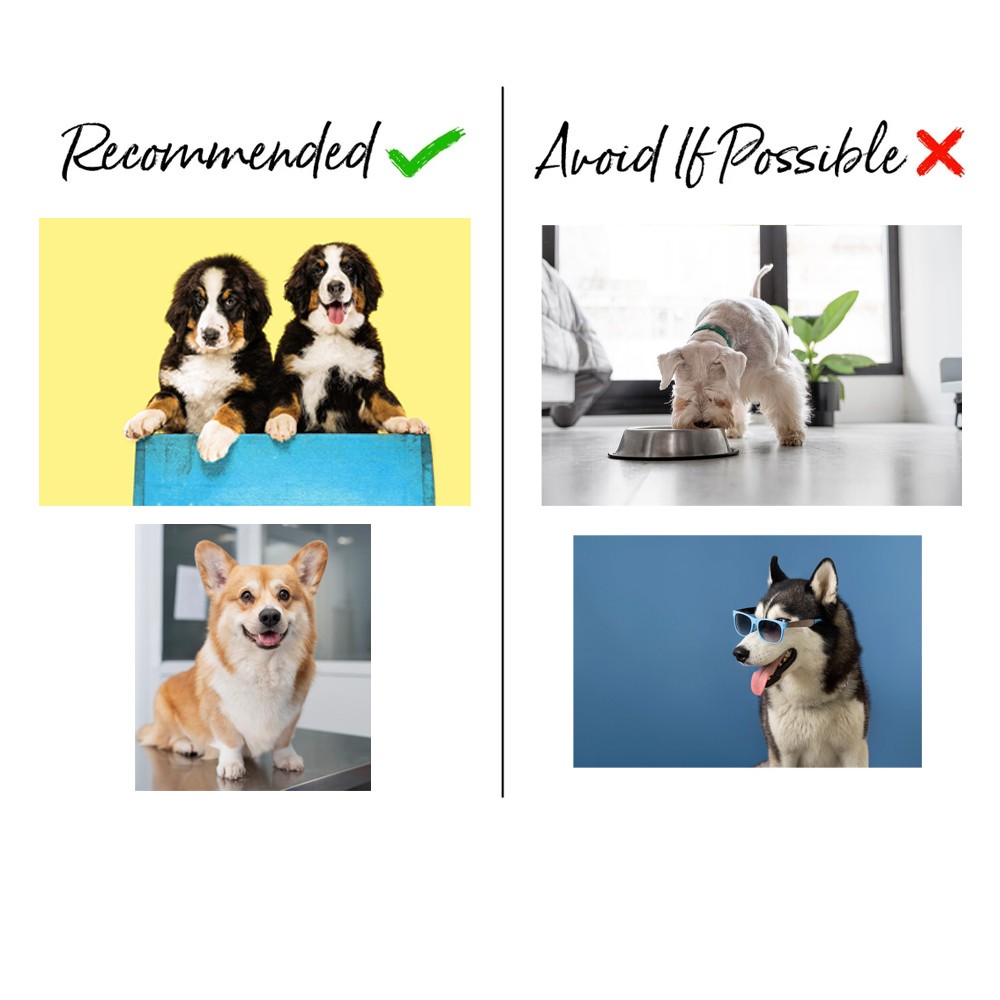 Verre personnalisé de portrait d’animal de compagnie de nom