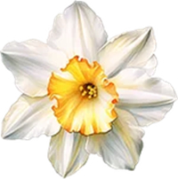 December-Narcissus