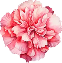 January-Carnation