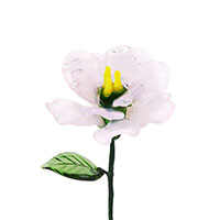 January-Carnation