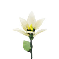 March-Daffodil