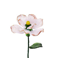 November-Peony