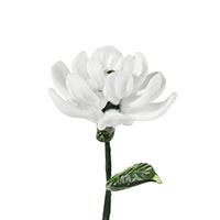 August-Dahlia