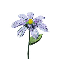 September-Aster
