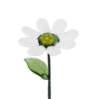 April-Little Daisy