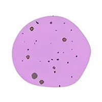 Mulberry