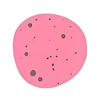 Raspberry