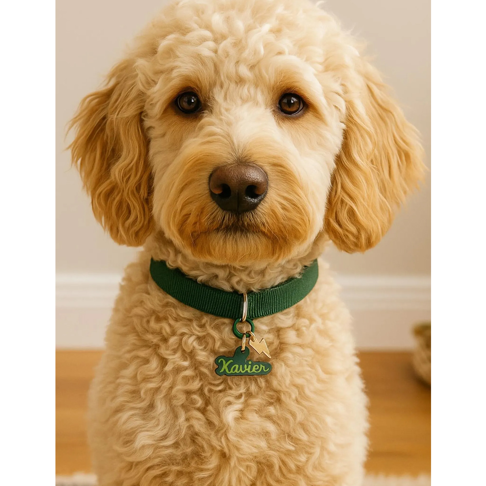 Médaille personnalisée en acrylique avec breloque pour animal de compagnie, médaille d'identification colorée personnalisée pour chien/chat avec pendentif mignon, breloque pour collier d'animal de compagnie, cadeau pour maître/maître de chien/propriétaire