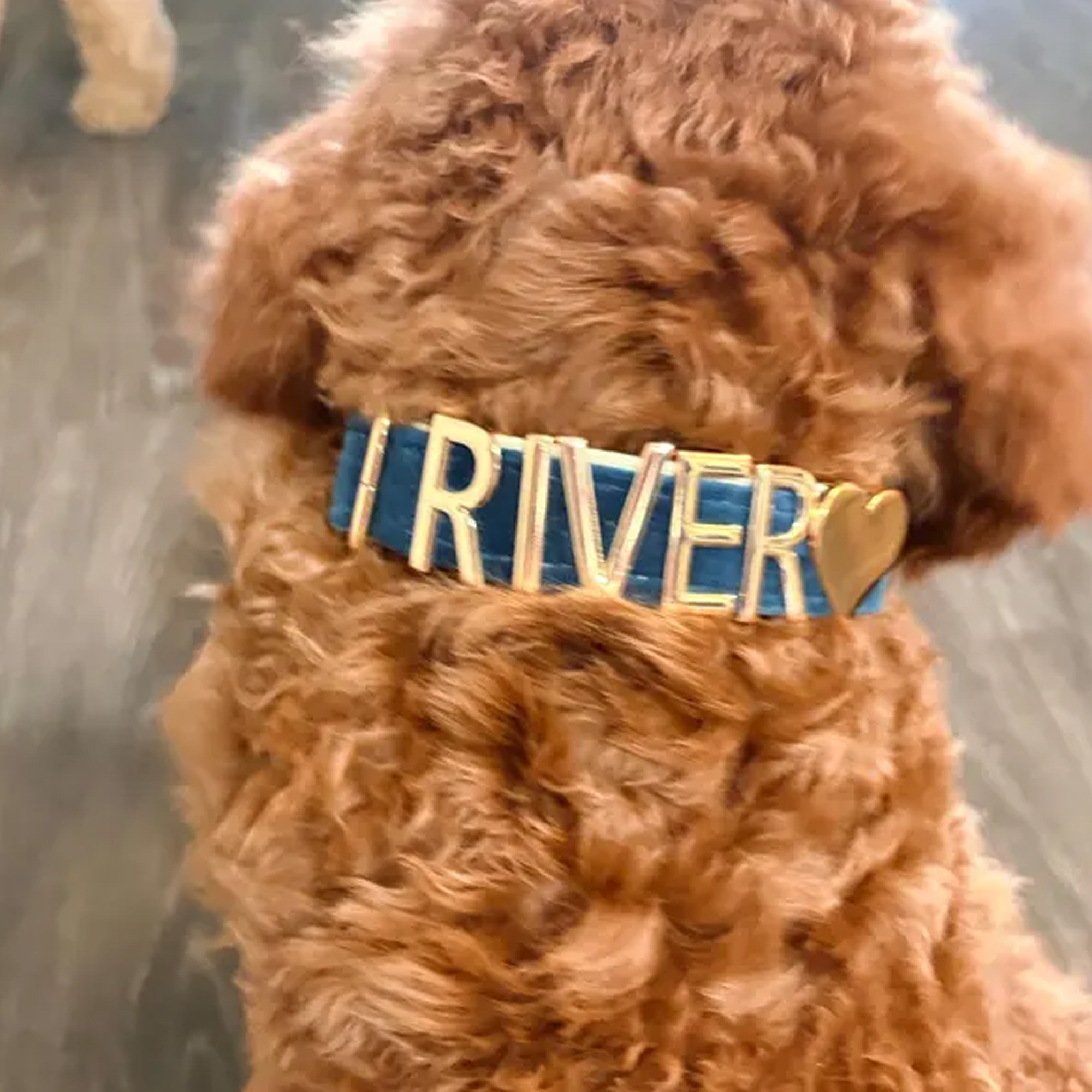 Collier pour chien en velours personnalisé avec nom, collier coloré et ajustable pour chiot avec lettres en métal doré, accessoire pour animaux de compagnie, cadeau d'anniversaire pour les maîtres de chiens/propriétaires d'animaux de compagnie