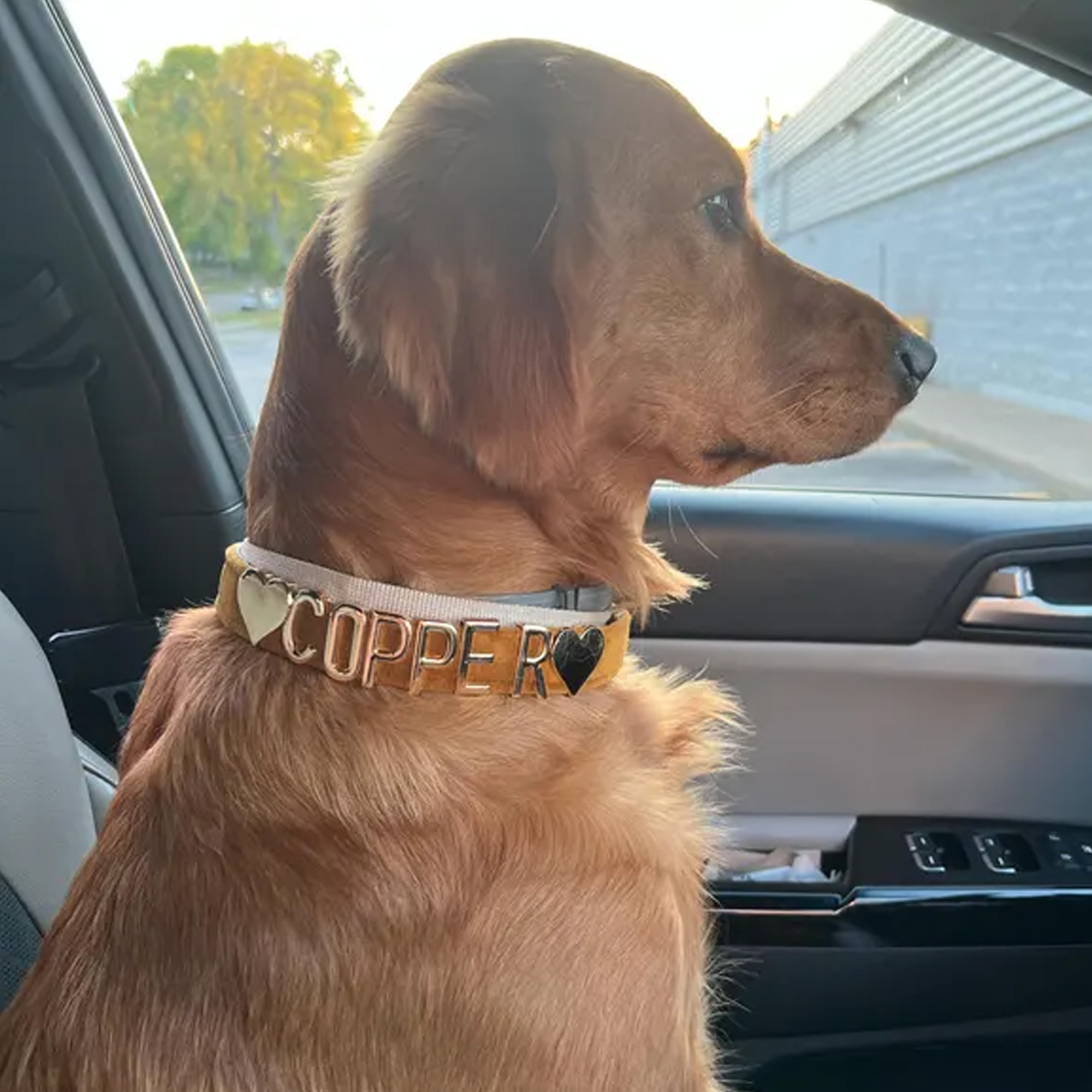 Collier pour chien en velours personnalisé avec nom, collier coloré et ajustable pour chiot avec lettres en métal doré, accessoire pour animaux de compagnie, cadeau d'anniversaire pour les maîtres de chiens/propriétaires d'animaux de compagnie