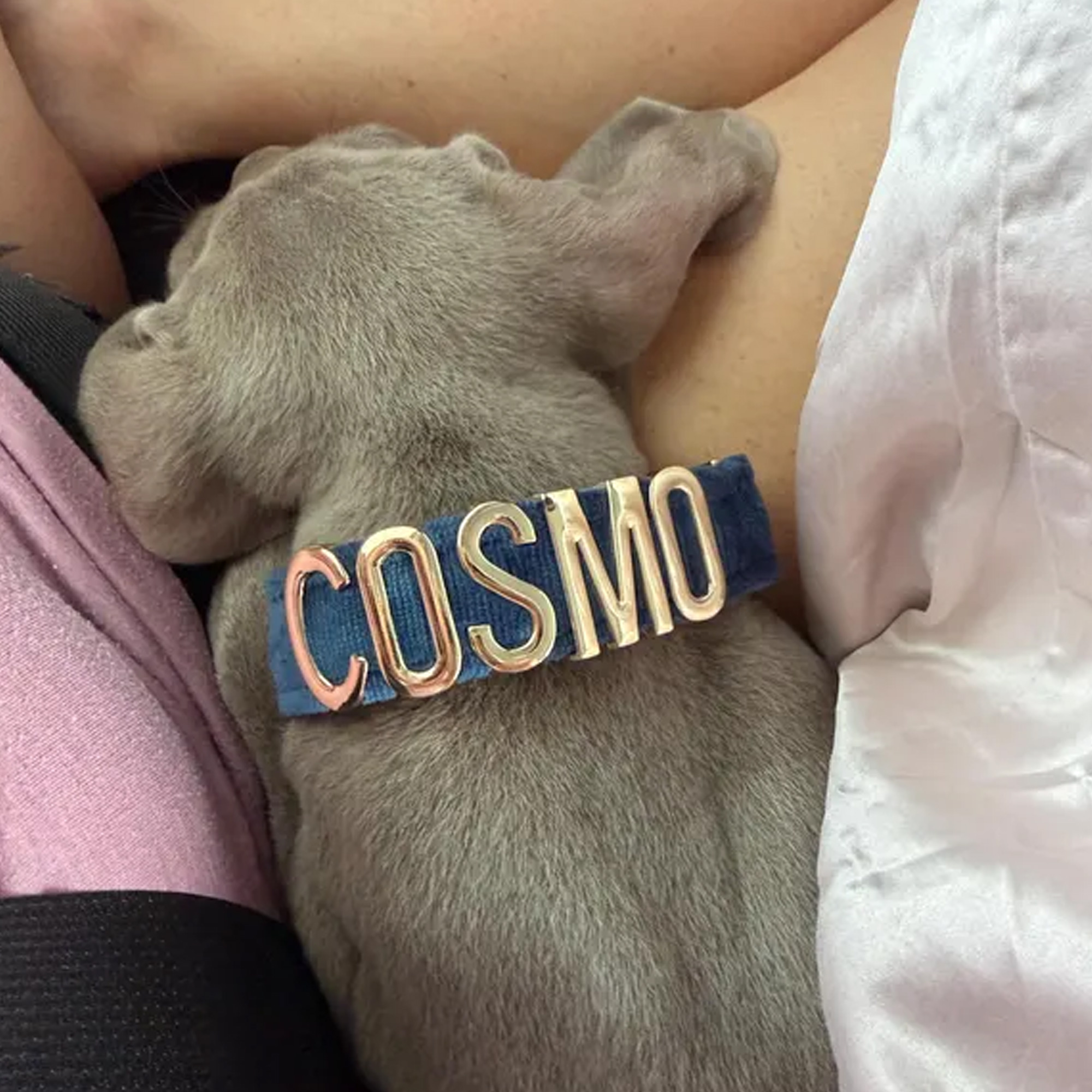 Collier pour chien en velours personnalisé avec nom, collier coloré et ajustable pour chiot avec lettres en métal doré, accessoire pour animaux de compagnie, cadeau d'anniversaire pour les maîtres de chiens/propriétaires d'animaux de compagnie