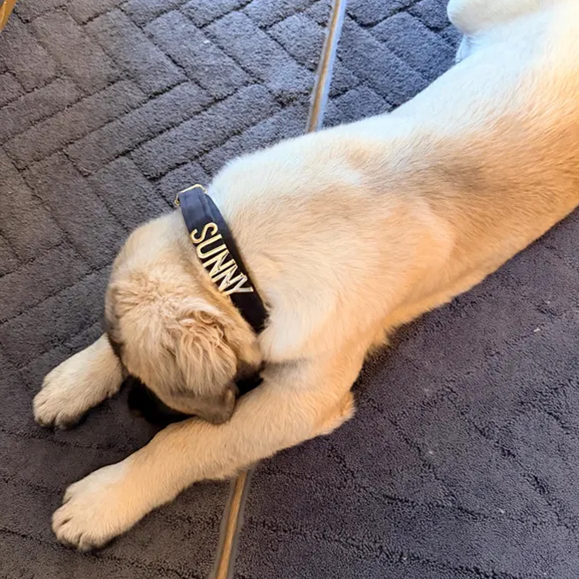 Collier pour chien en velours personnalisé avec nom, collier coloré et ajustable pour chiot avec lettres en métal doré, accessoire pour animaux de compagnie, cadeau d'anniversaire pour les maîtres de chiens/propriétaires d'animaux de compagnie