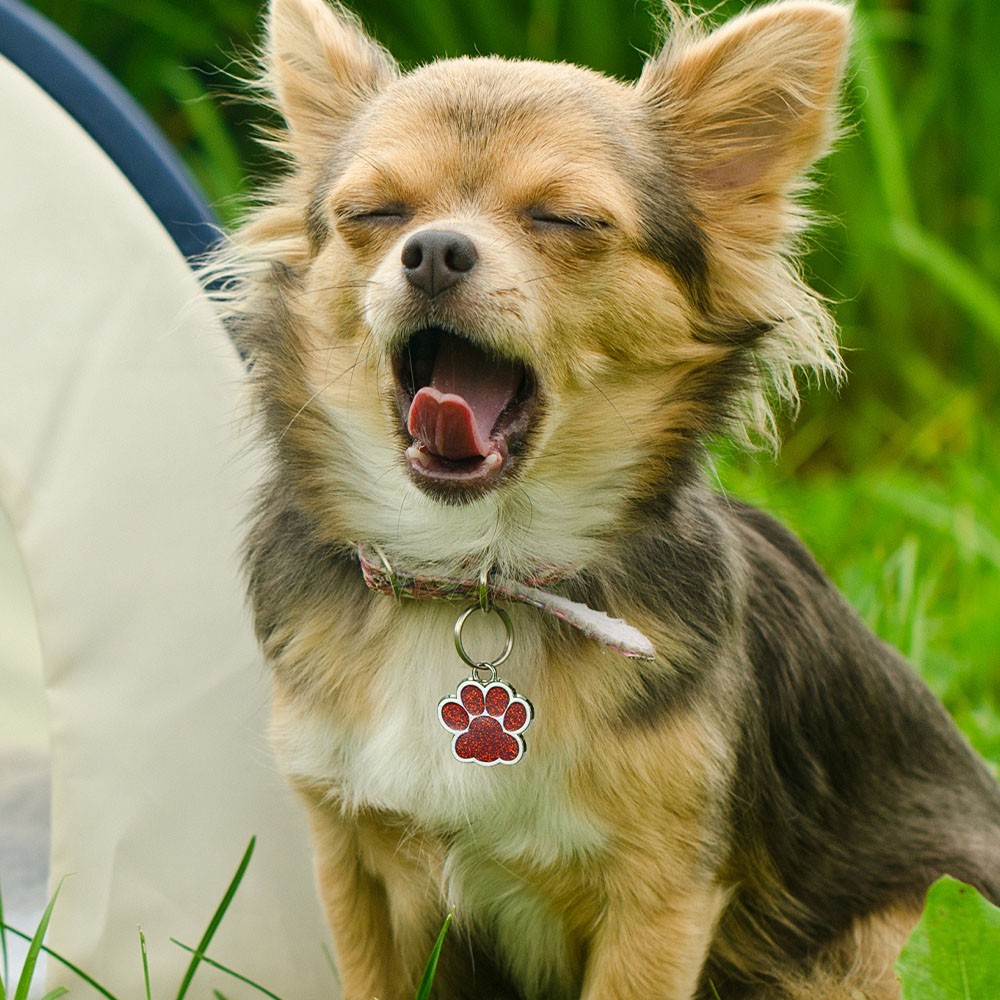 dog id tag