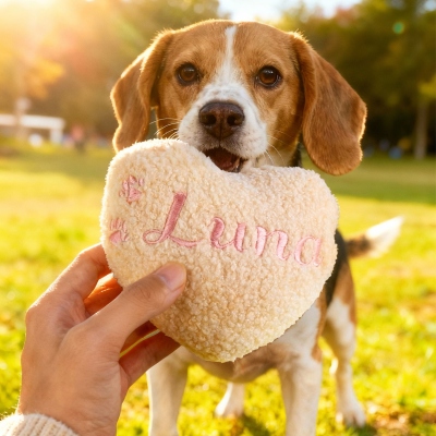 Pet Toy