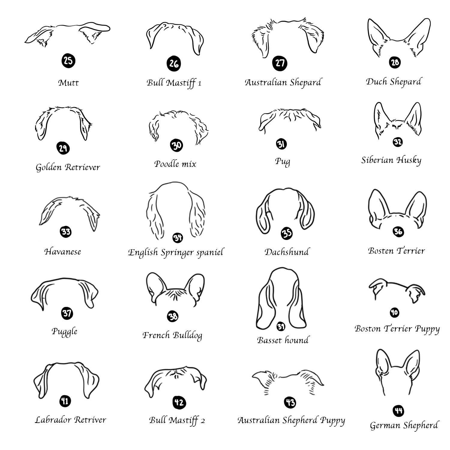 pet ear 2