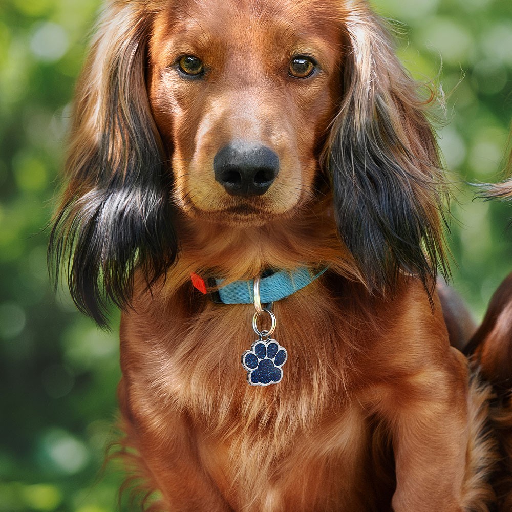 engraved dog tag