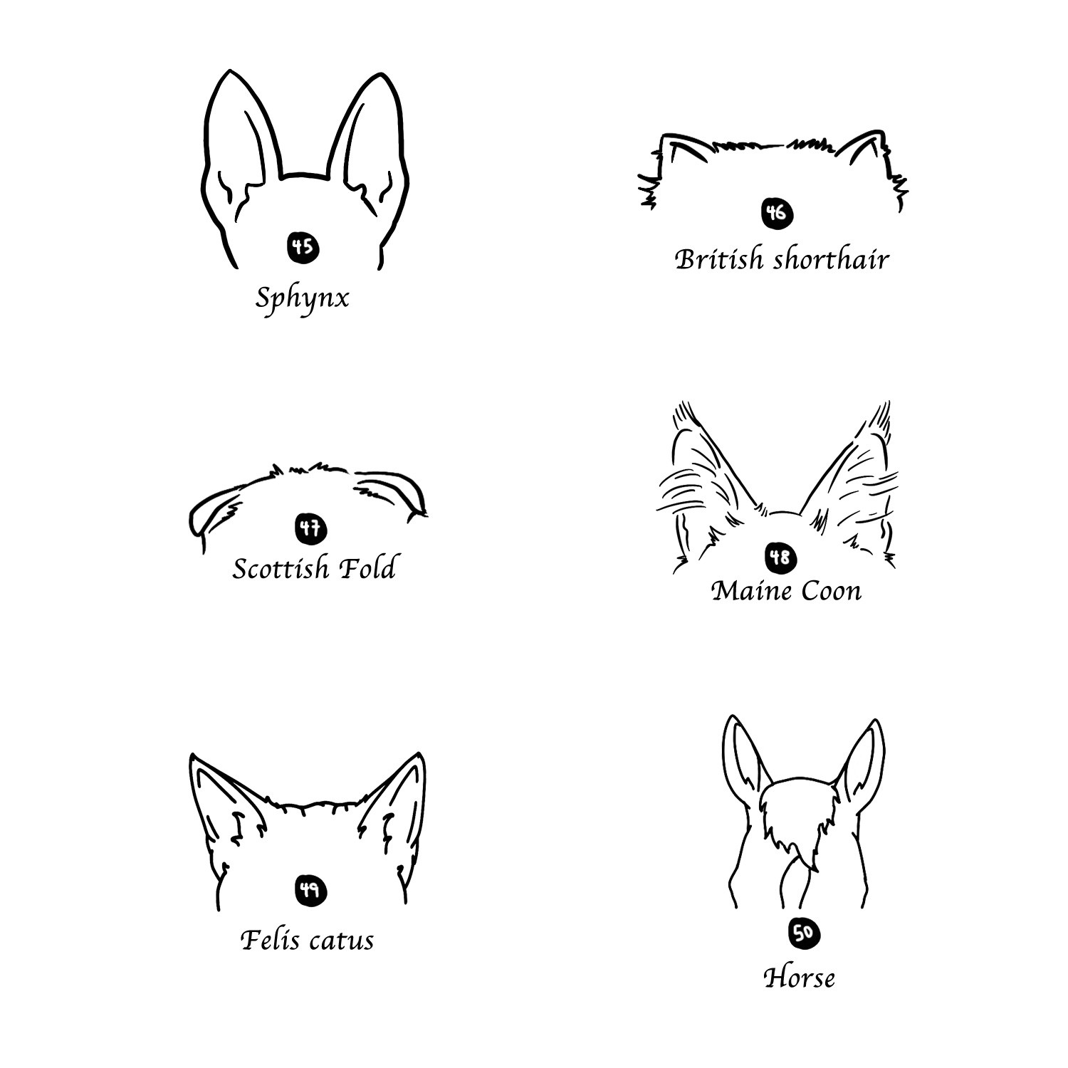 pet ear 3