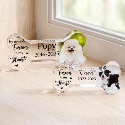 pet photo