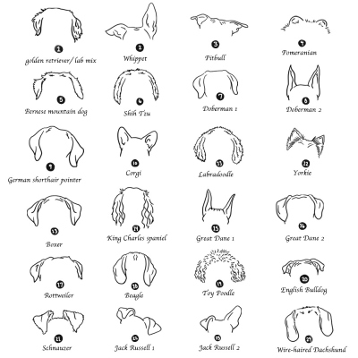pet ear 1
