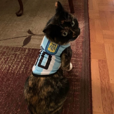 Numéro personnalisé Pet Jersey, Dog Jersey, Cat Jersey, Puppy Clothes, Football Jersey, Sports Jersey for Cat/Chien, Gift for Dog Moms/Football Fans