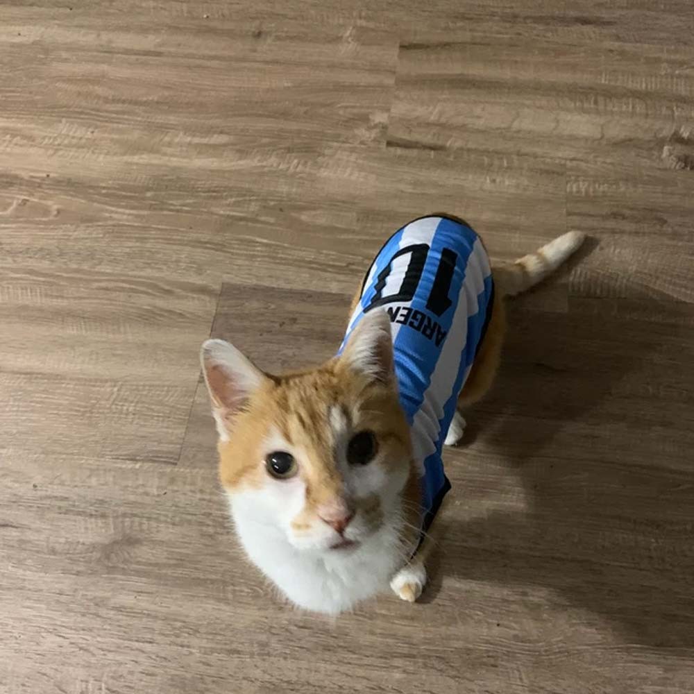 Chien Jersey
