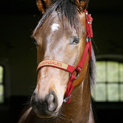 Licol Cheval Brodé Personnalisé