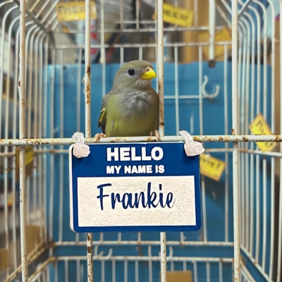 Étiquette personnalisée de nom de cage de perroquet « Bonjour mon nom est », plaque signalétique acrylique pour oiseau/rat/furet, accessoires de cage pour animaux de compagnie, cadeau pour amoureux/propriétaire d’animaux de compagnie