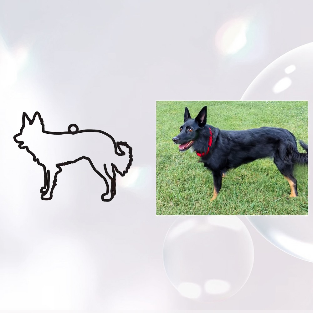 Race de chien