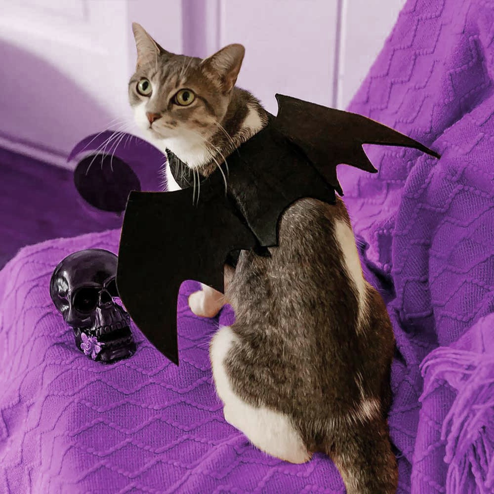 Déguisement aile de chauve-souris pour chat