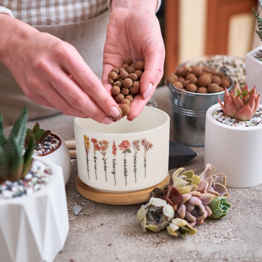 succulents plants live
