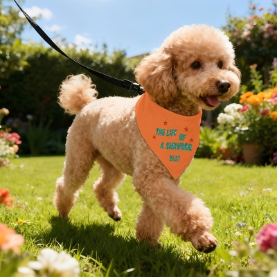 Pet Collars
