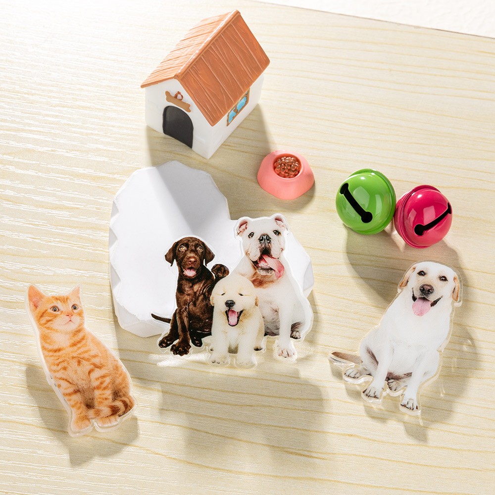 Pet Photo