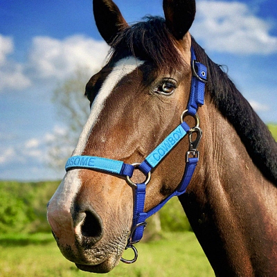 Licol Cheval Brodé Personnalisé