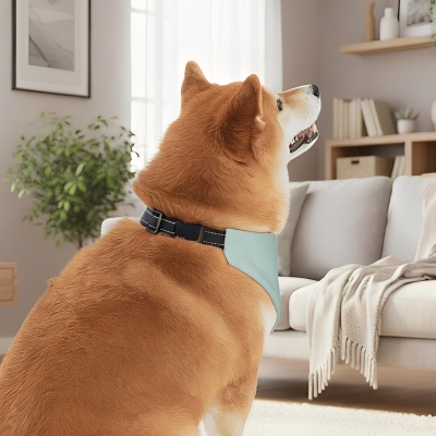pet owner