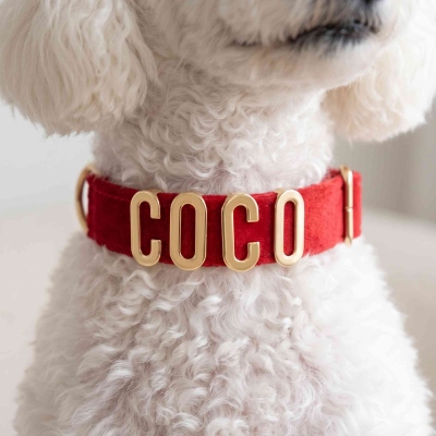 Proprietario del cane