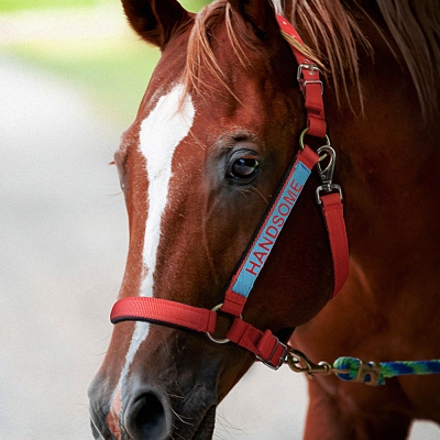 Licol Cheval Brodé Personnalisé
