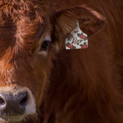 Étiquette d'oreille personnalisée pour bovins de fantaisie
