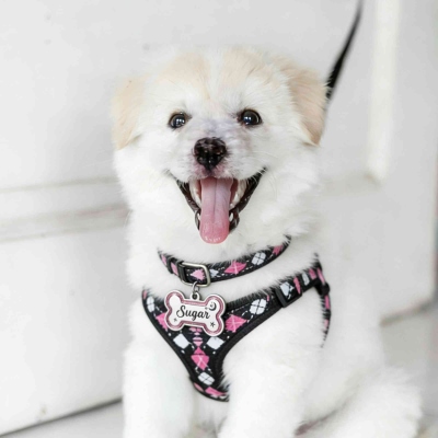pet lover