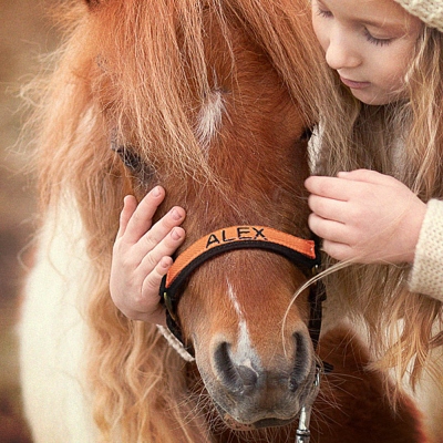 Licol Cheval Brodé Personnalisé