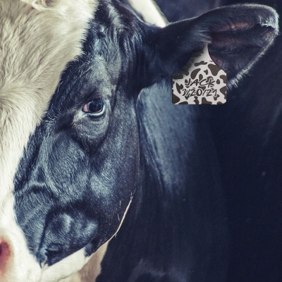 Étiquette d'oreille personnalisée pour bovins de fantaisie