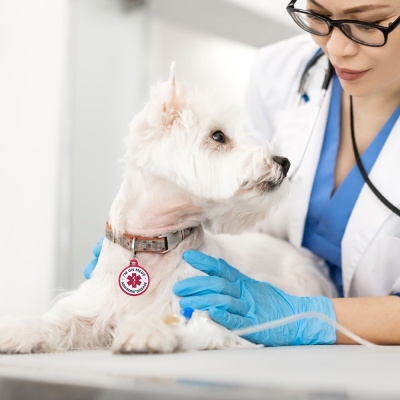 Diabetes Dog Tag