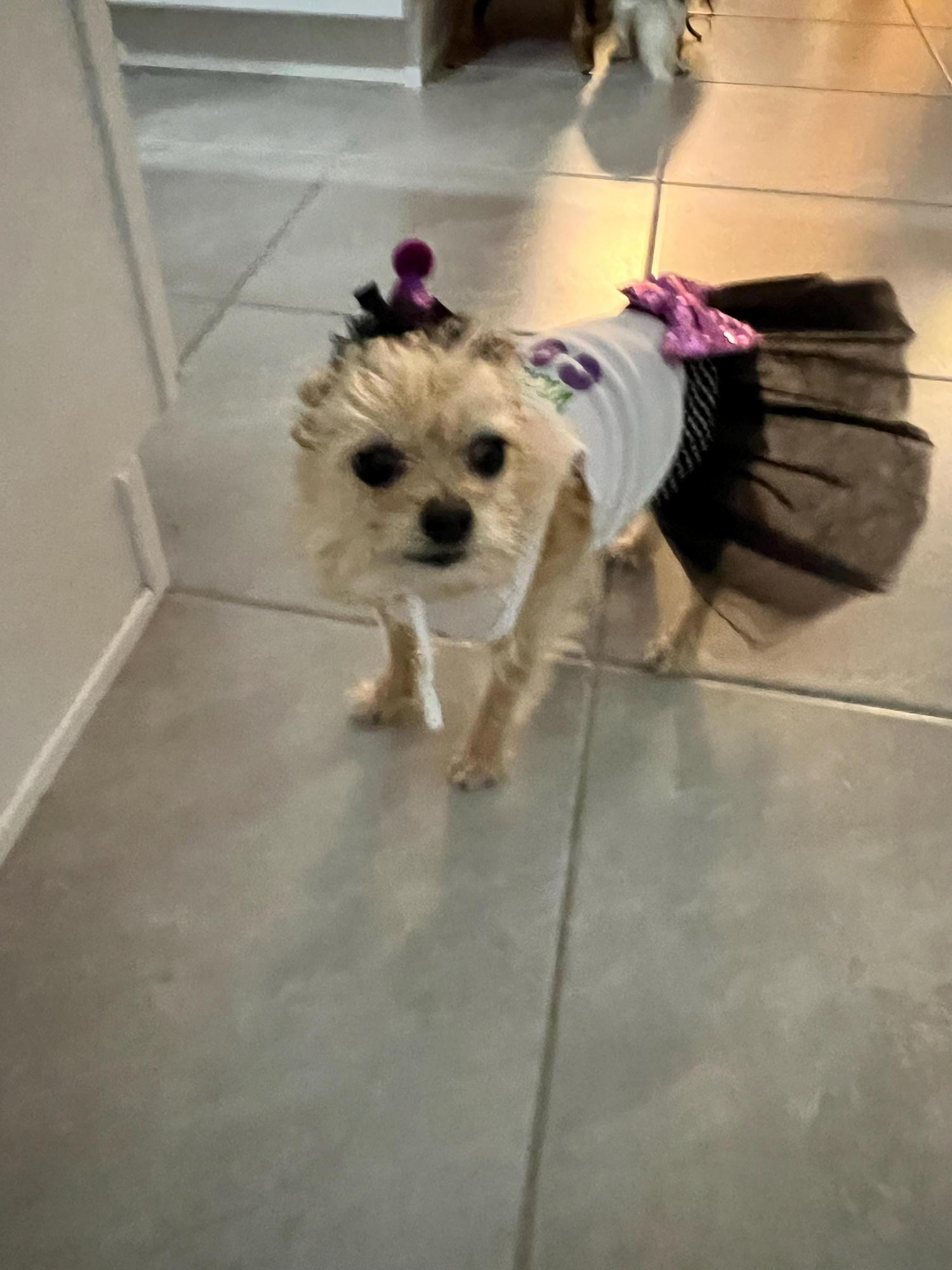 Halloween Witch costume for dog |  Fits for 3-95 lbs | XXS-5XL |  Halloween dog costume | Dog Witch Costume