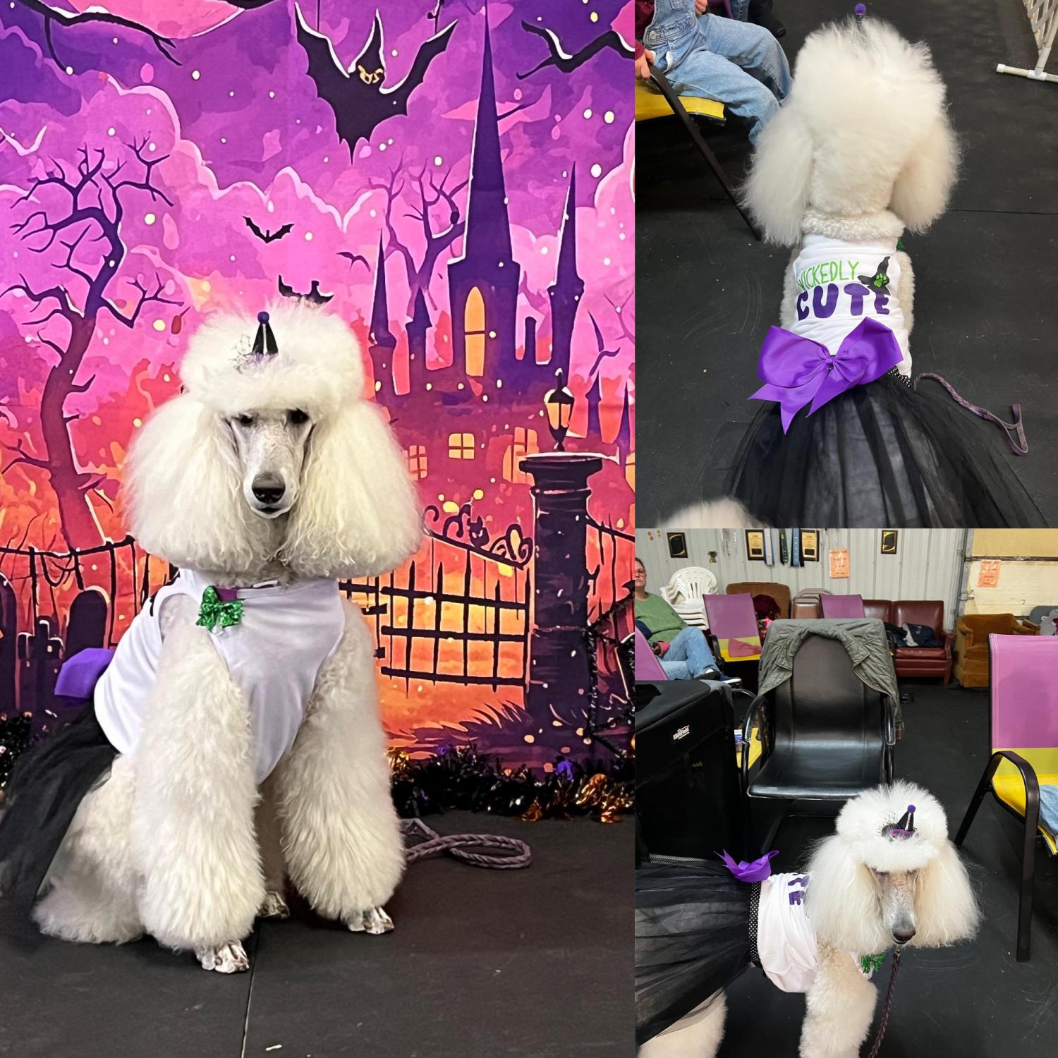 Halloween Witch costume for dog |  Fits for 3-95 lbs | XXS-5XL |  Halloween dog costume | Dog Witch Costume
