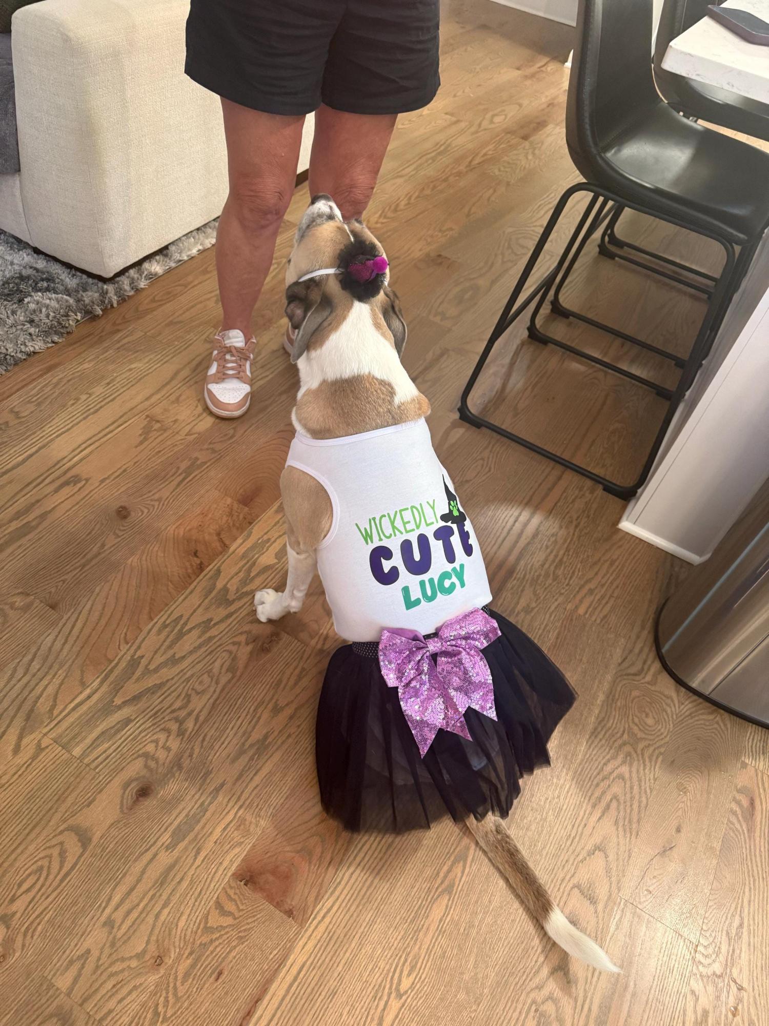 Halloween Witch costume for dog |  Fits for 3-95 lbs | XXS-5XL |  Halloween dog costume | Dog Witch Costume