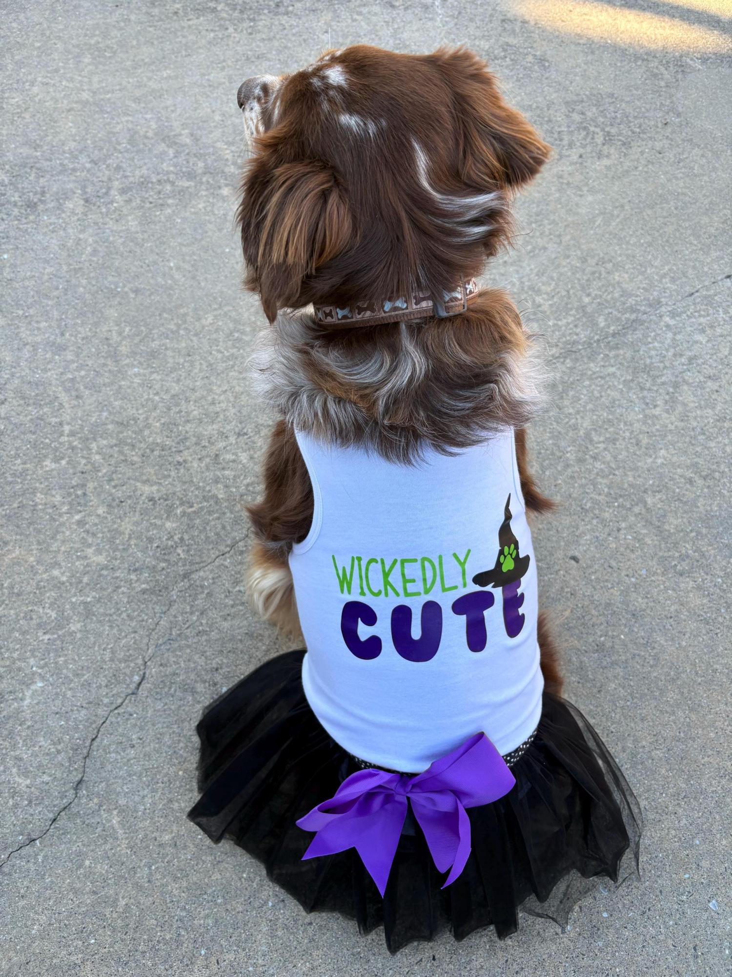 Halloween Witch costume for dog |  Fits for 3-95 lbs | XXS-5XL |  Halloween dog costume | Dog Witch Costume